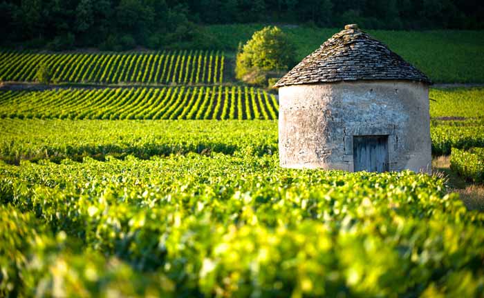 Weingärten an der Côte de Beaune