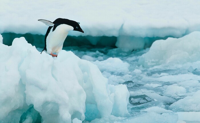 Pinguin im Eis: Um den Klimawandel zu begrenzen, sind koordinierte internationale Anstrengungen nötig. | © imago images / ingimage