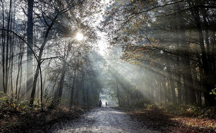 Waldweg