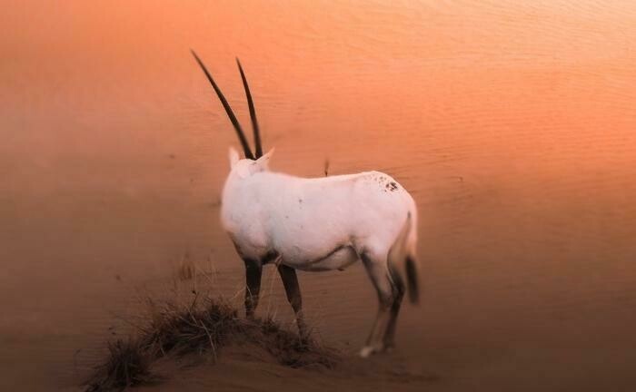 Antilope in der Wüste: Wenn es heißer wird, steigen die Kosten der Versicherer. | © Pexels / Pat Whelen