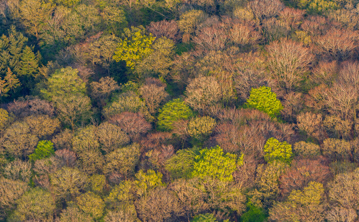 Laubwald im Frühjahr: Für Private-Equity-Anleger aus Europa ist der Erhalt des Waldes der Umfrage zufolge ein wichtiges Umweltthema. | © Imago Images / blickwinkel