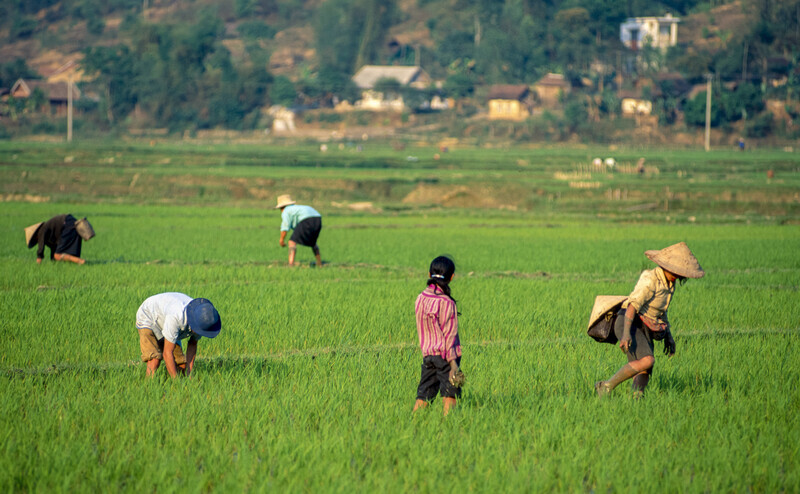 Arbeiter auf einem Feld in Nordvietnam