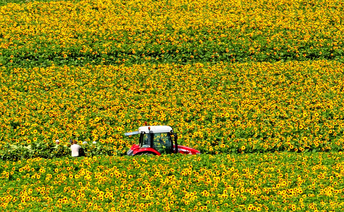 Ein Traktor fährt durch ein Sonnenblumenfeld