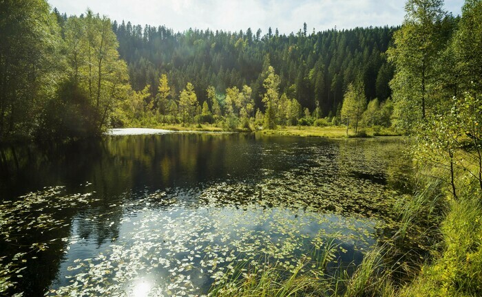 Ellbachsee im nördlichen Schwarzwald im Landkreis Freudenstadt.